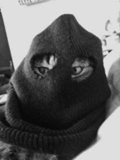 iamprivacy profile picture: a cat wearing a black balaclava, only its eyes visible — links to Buy Me a Coffee